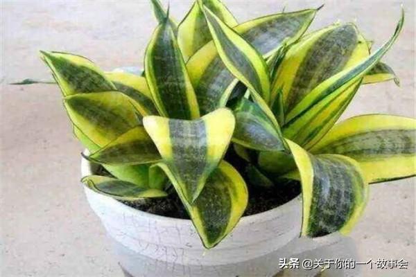 虎皮兰怎么养:虎皮兰怎么养才能长的茂盛又爆盆？