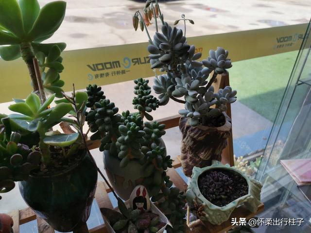冰灯玉露繁殖:冰灯玉露繁殖方法 不同品种的多肉植物价格也不同，哪个品种最贵？
