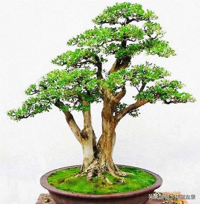 珍珠和雀舌黄杨哪个好:小叶黄杨是向阳出芽吗？怎么管理？