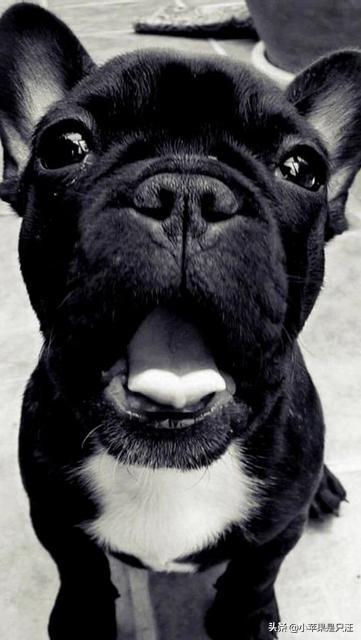 兽用狂犬疫苗种类:济宁给狗上户有什么法规，要哪些手续？
