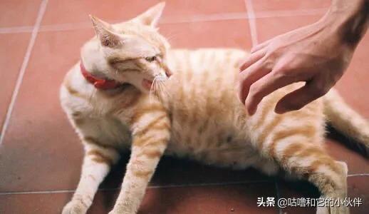 搓手猫怎么了:有时候小猫咪自己玩高兴了会咬人、抓人，该怎么处罚它？