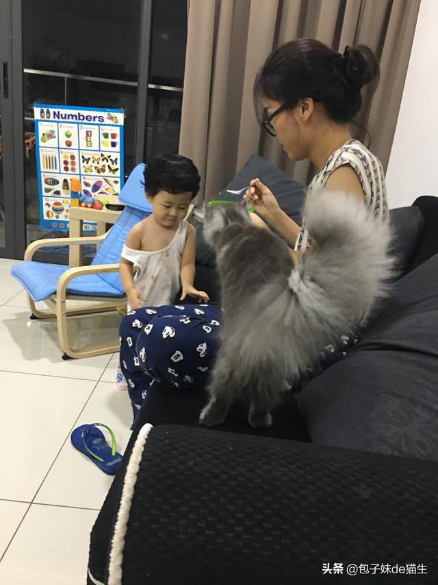 阿比西尼亚猫和布偶猫:布偶猫，英短，美短，缅因猫，你们最喜欢那两只？