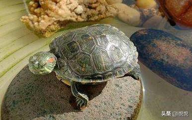 小巴西龟吃什么食物，巴西龟是不是什么都吃怎么养