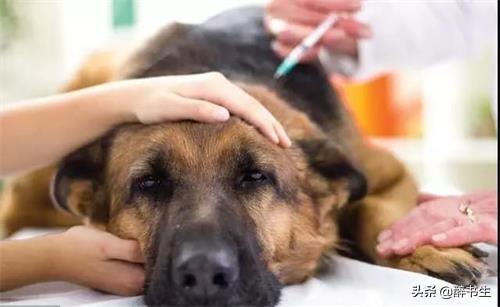 头条问答 - 狗狗中毒后一般在哪个部位打针?(2个回答)