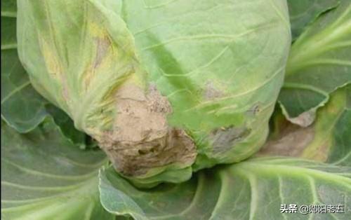 十字花科蔬菜软腐病:十字花科蔬菜软腐病的防治措施包括 低温后棉苗如何赶上进度？