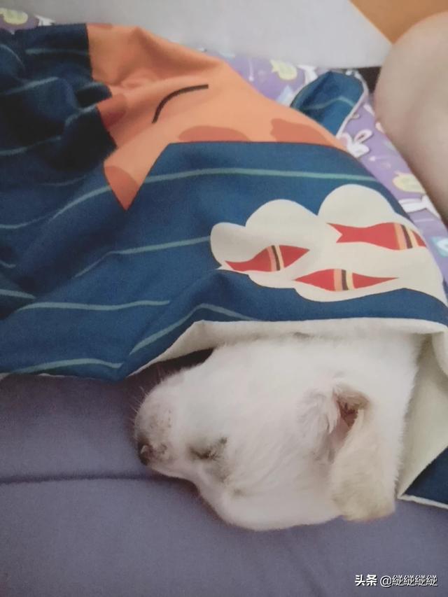 玩具贵宾犬泰迪:贵宾跟泰迪的区别是什么？ 玩具贵宾犬泰迪适配年龄