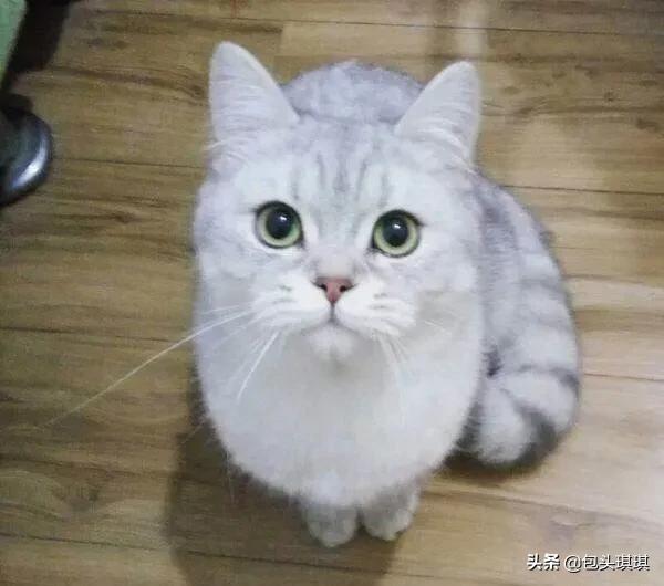 英短银渐层怎么样？