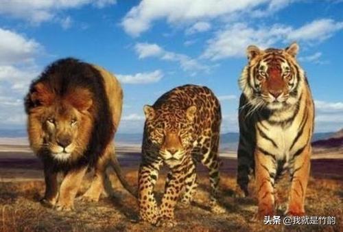 美洲长尾虎猫购买:非洲雄狮能打得过美洲豹吗？