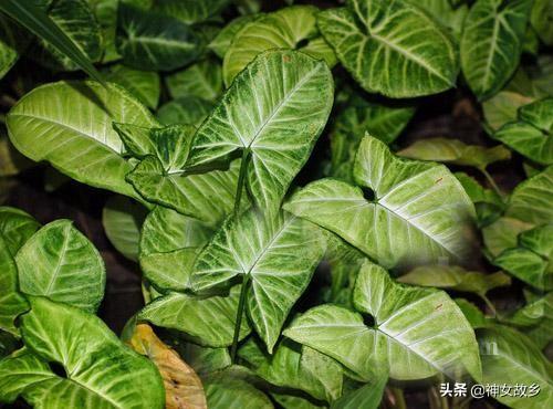 合果芋图片:合果芋生长季节要怎样管理？