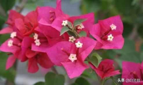 3种花是大忌千万不能养,盆栽勤花三角梅要不要控水？