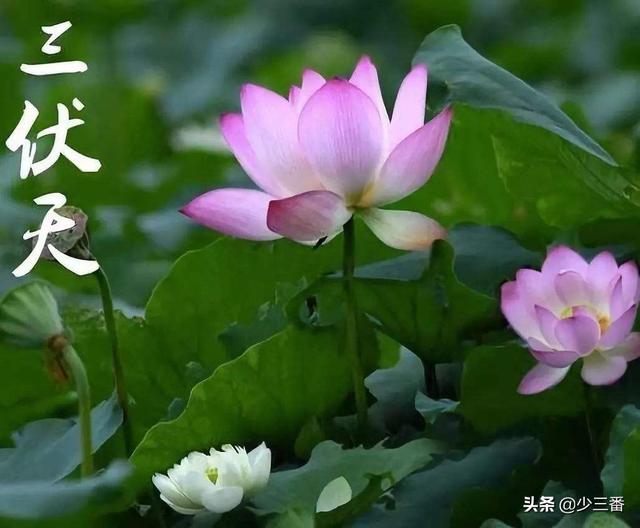 入伏从哪一天开始算起:农村俗语“夏至三庚数头伏”，今年什么时候入伏？
