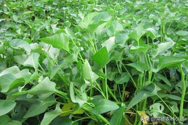 头条问答 怎样栽培空心菜苗 需要注意哪些问题 11个回答