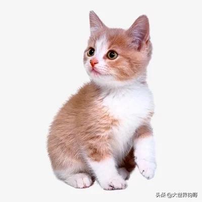 双子座适合养猫还是养狗:为什么人们都喜欢狗不喜欢猫？