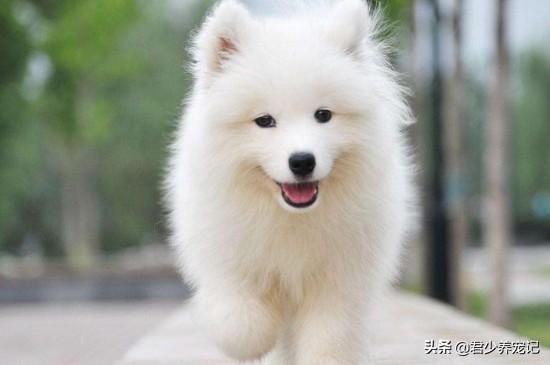 犬窝咳会传染给人吗:你打喷嚏时你家的狗狗看你吗？狗狗总看我打喷嚏是怎么回事？