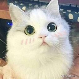 宠物猫的种类及价格表:大佬们，我想养只猫预算在一两千有没有推荐的品种啊？