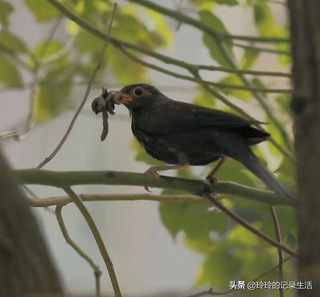 八哥吃什么饲料好:怎么样制作幼八哥鸟的饲料？20多天大的，都需要买什么配料？