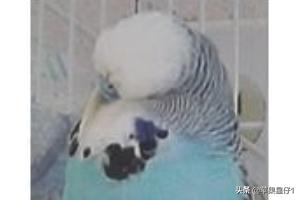 鹦鹉图片大全:如何用带帽来判断虎皮鹦鹉年龄大小？