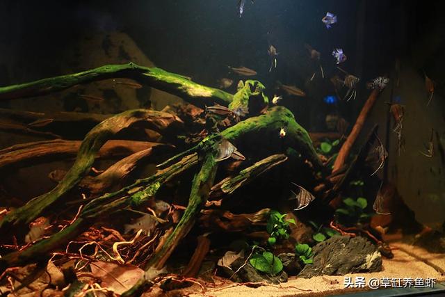 1.5米水草造景:鱼缸造景，种了绿植就加水吗？