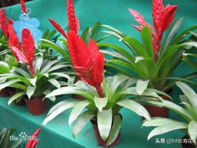 小型观花植物:有哪些适合秋冬观花的室内植物？