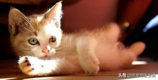 猫做抗体检查需要多少钱:猫三联后，做抗体检测有必要吗？