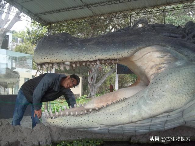 普鲁斯鳄:普鲁斯鳄大战泰坦巨蟒谁厉害