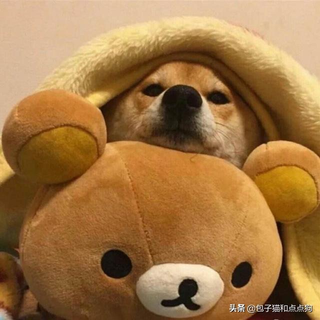 衡阳广西土猎犬网:购买柴犬如何防骗？怎么样识别黑心犬舍？