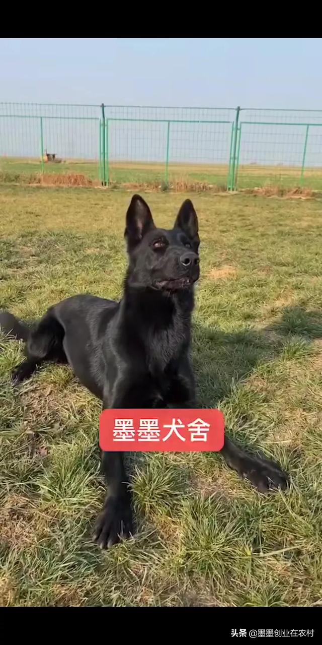 辽宁杜高犬舍:杜高猎犬哪有卖？价格多少？