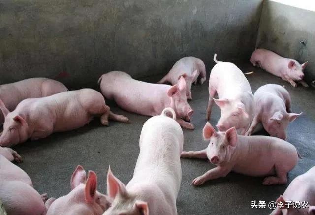 定西地震惊现狗坚强:有哪些曾造成恐慌的犯人？