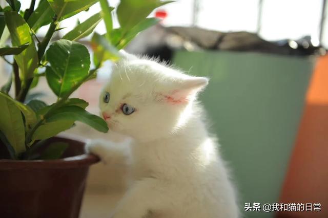 蓝猫咕噜噜:猫怎么那么喜欢让人抱着，且抚摸时它还发出呼噜咕咕的声音？