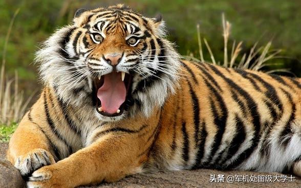 苏门答腊犀牛最新数量:猫科硬件排行?同体型豹子是否比老虎厉害？