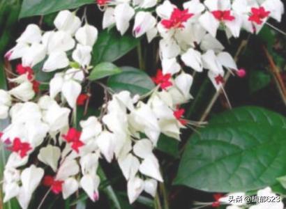 龙吐珠:龙吐珠 鱼 龙吐珠的养殖方法和注意事项？