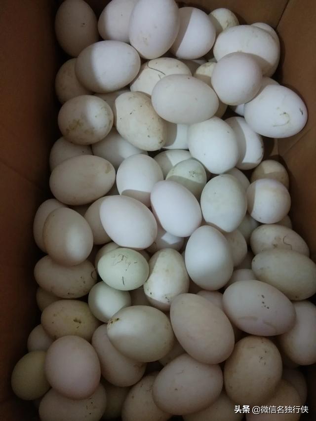 脑脊髓炎:脑脊髓炎怎么治疗 小鸡头只会且一直扭朝一个方向，什么病？