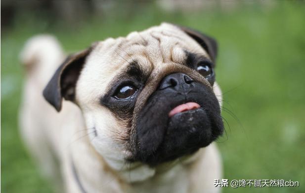 宠物店巴哥犬价格:怎样区分法国斗牛犬和巴哥犬？