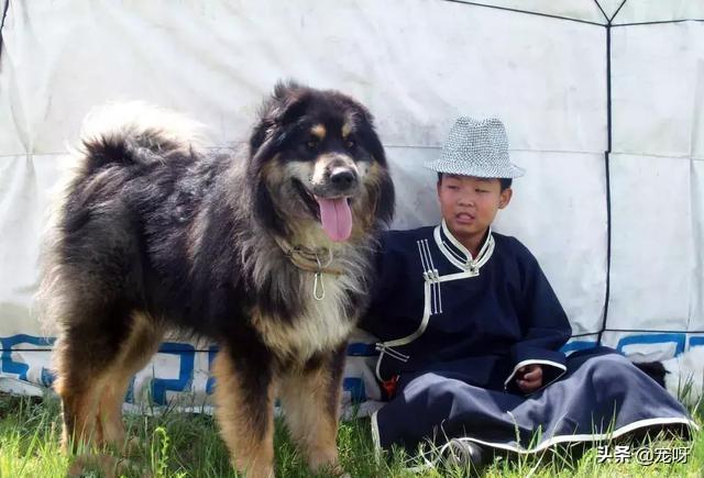 宠物狗马士提夫獒犬:蒙古獒和蒙古细犬谁的战斗力更强？为什么？