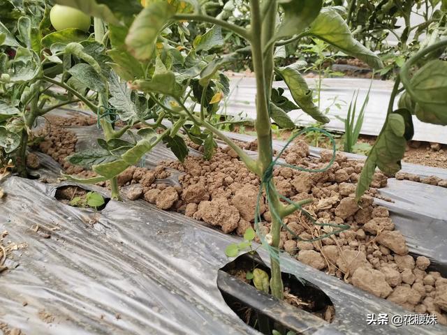 宝华玉兰:4月份种西红柿和茄子可以吗