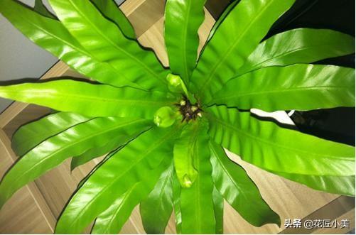 花卉批发市场 鸟巢蕨:鸟巢蕨花卉图片 冬天养花都要注意什么才不会把花养死？