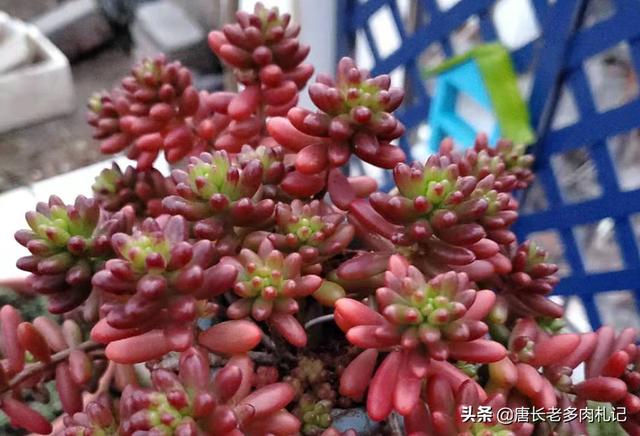 虹之玉冬季养殖:虹之玉冬季养殖方法 为什么多肉虹之玉的颜色很深？