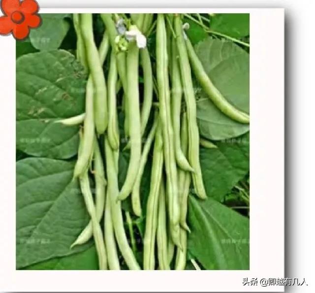 豆角和四季豆有哪些区别？