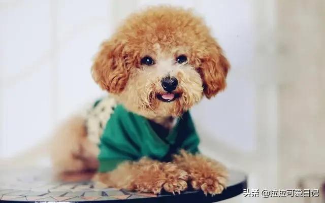 宠物狗金毛犬的价格和图片大全:最常狗狗的价格大概多少钱？例如泰迪，金毛这些？