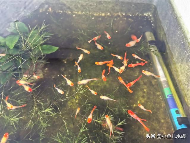 新手适合养殖哪种观赏鱼？