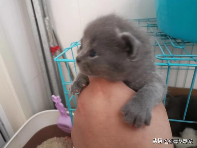 哪些猫咪在国内养得人比较多？为什么？