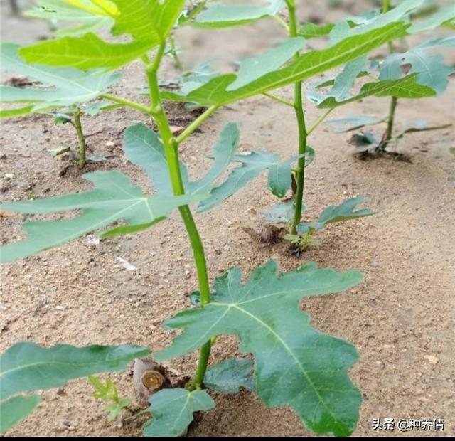 头条问答 - 如何让无花果幼苗安全过冬?(14个回答)