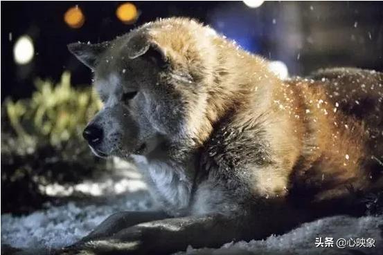 忠犬小八电影:如何评价电影《忠犬八公》？