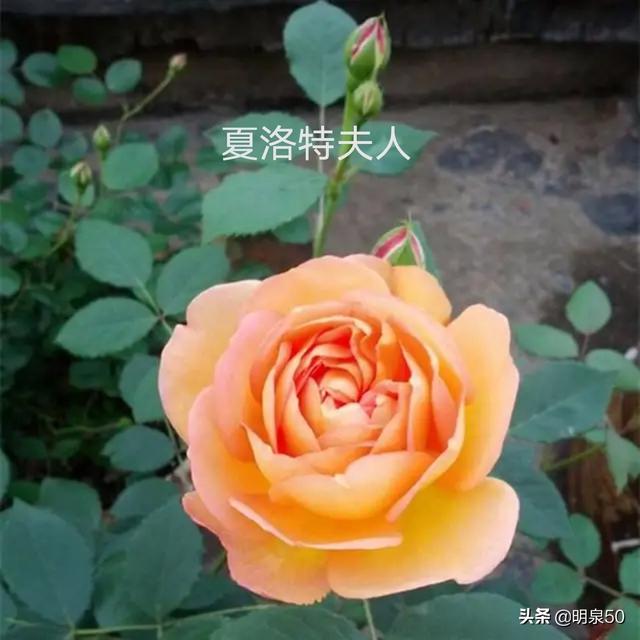 启东游行:能不能推荐一种勤花多季、有香味的爬藤月季