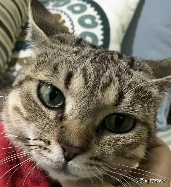 狸花猫图片高清:狸花猫会不会保护自己的主人？为什么？