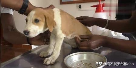 弓背犬太瘦怎么办:德国牧羊犬偏瘦怎么回事？