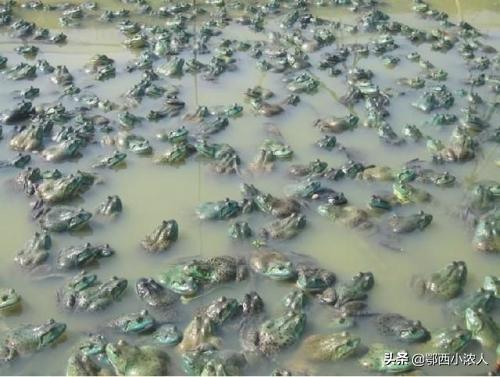 牛蛙养殖技术规范:牛蛙养殖技术视频 如何集约化养殖牛蛙？有何特点？