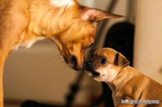 大狗民:为什么一些养狗的人提倡人狗平等？