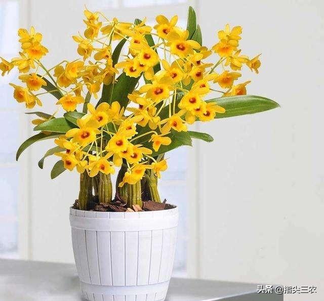 朵拉小游戏小狗种美丽鲜花:农村的俗语“花旺人不旺”有什么根据？