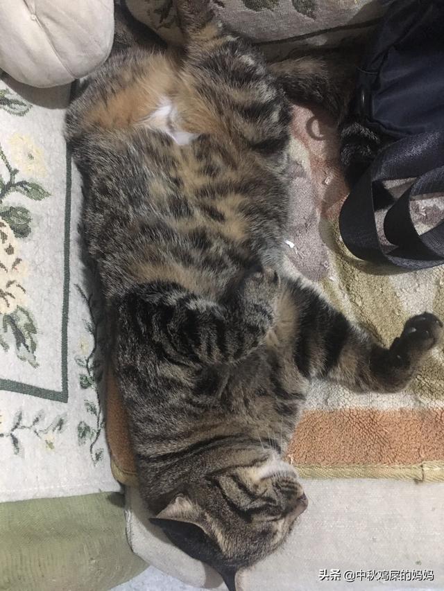 暹罗猫吧尿床上:猫总在床上撒尿怎么回事？
